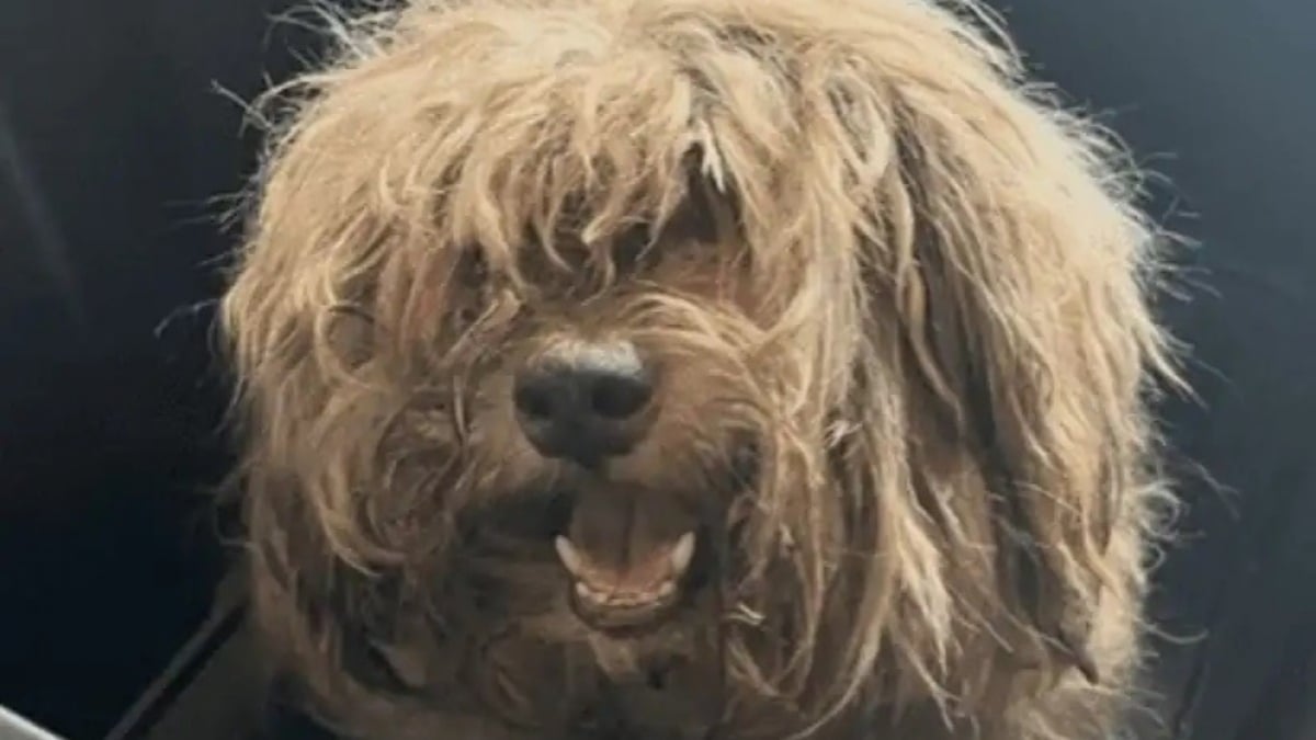 Illustration : "Recouverte de nœuds et dévorée par les vers, cette petite chienne renaît grâce à une chaîne de solidarité"