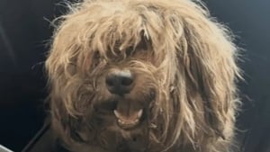 Illustration : Recouverte de nœuds et dévorée par les vers, cette petite chienne renaît grâce à une chaîne de solidarité