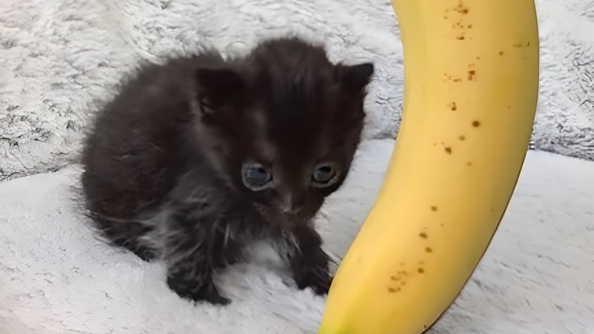 Illustration : "Né minuscule et chancelant, ce chaton noir attendrissant se bat pour la vie et atteint enfin la taille d’une banane (vidéo)"