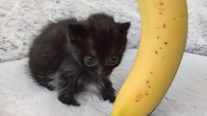 Illustration : Né minuscule et chancelant, ce chaton noir attendrissant se bat pour la vie et atteint enfin la taille d’une banane (vidéo)