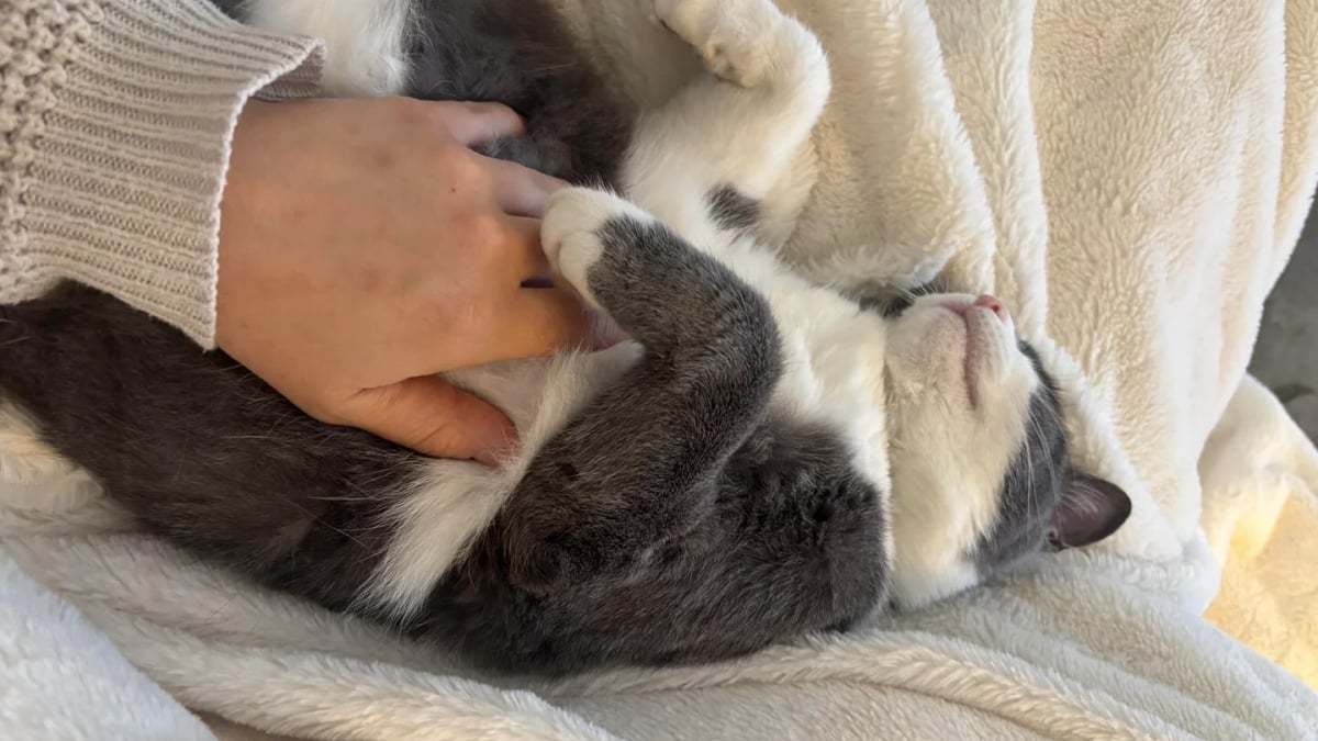 Illustration : "En achetant sa première maison, cette famille ne s’attendait pas à ce qu’un chat soit inclus avec"