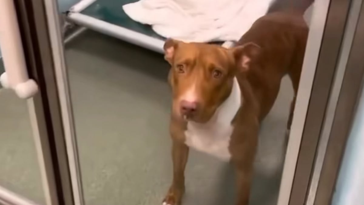 Illustration : "Ramenée dans son refuge d’origine après 3 ans d’adoption, cette chienne cherche sa “seconde chance d’amour” (vidéo)"