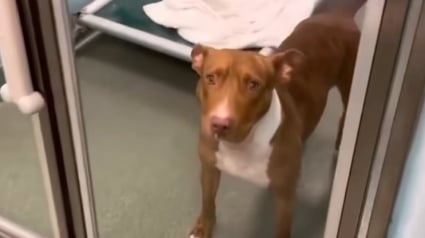 Illustration : Ramenée dans son refuge d’origine après 3 ans d’adoption, cette chienne cherche sa “seconde chance d’amour” (vidéo)