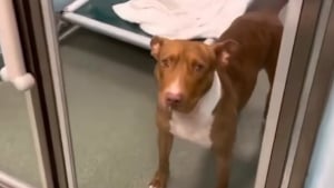Illustration : Ramenée dans son refuge d’origine après 3 ans d’adoption, cette chienne cherche sa “seconde chance d’amour” (vidéo)