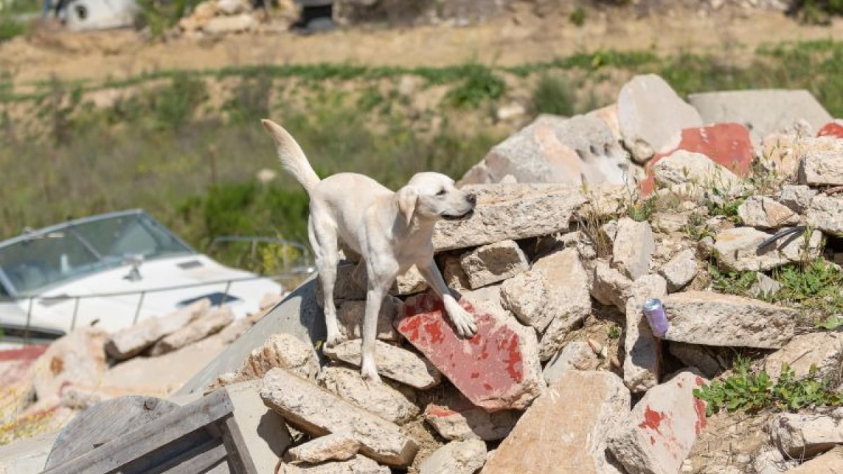 Illustration : "Confié à un refuge par son maître malade, ce Golden Retriever découvre sa véritable vocation en devenant chien sauveteur lors de catastrophes naturelles (vidéo)"