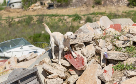 Confié à un refuge par son maître malade, ce Golden Retriever découvre sa véritable vocation en devenant chien sauveteur lors de catastrophes naturelles (vidéo)