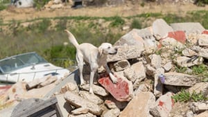 Illustration : Confié à un refuge par son maître malade, ce Golden Retriever découvre sa véritable vocation en devenant chien sauveteur lors de catastrophes naturelles (vidéo)