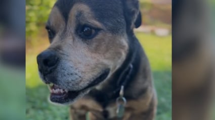 Illustration : Après 1 826 jours passés au refuge, cette chienne attend toujours son tour et n’a pas perdu l’espoir de rencontrer un jour sa famille idéale
