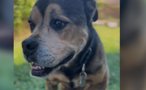 Après 1 826 jours passés au refuge, cette chienne attend toujours son tour et n’a pas perdu l’espoir de rencontrer un jour sa famille idéale