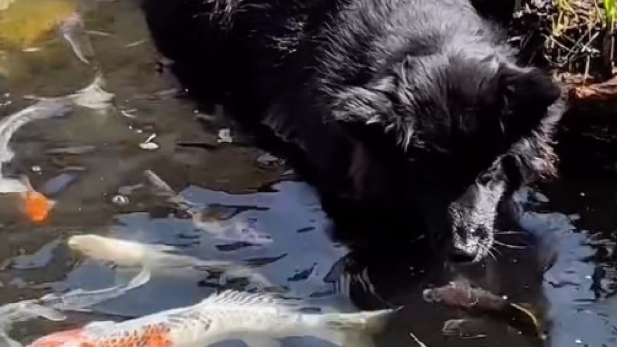 Illustration : "Lorsqu’un chien imposant s’avance vers un étang, les carpes koï ne s’attendaient pas à tant de délicatesse (vidéo)"