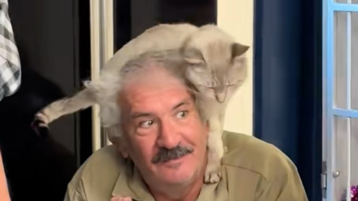 Illustration : "En pleine réunion, un chat choisit son futur papa et lui fait comprendre d’une manière très claire (vidéo)"