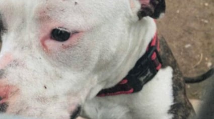 Illustration : Traîné par les pattes et brutalisé sous les yeux des passants, un chien obtient justice 8 mois après les faits