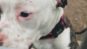 Illustration : Traîné par les pattes et brutalisé sous les yeux des passants, un chien obtient justice 8 mois après les faits