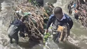 Illustration : Un homme sachant à peine nager affronte sa peur de l’eau et risque sa vie pour sauver un chien (vidéo)