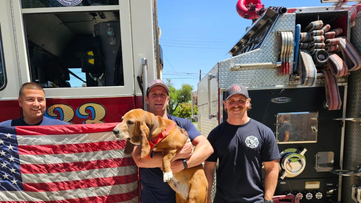 Illustration : "Un Basset-Hound devient si précieux pour sa caserne de pompiers que sa ville lui dédie une journée officielle avec diplôme et cérémonie d'honneur"