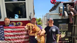 Illustration : Un Basset-Hound devient si précieux pour sa caserne de pompiers que sa ville lui dédie une journée officielle avec diplôme et cérémonie d'honneur