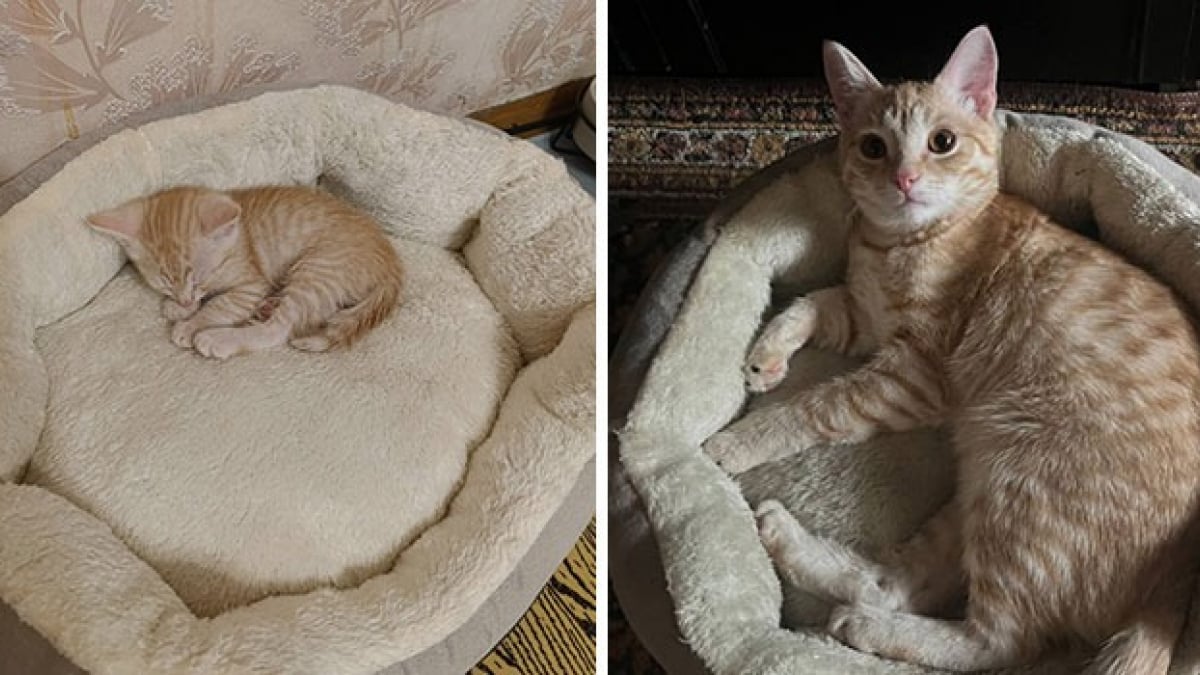 Illustration : "10 photos montrant la transformation de chatons en chats adultes qui vont vous faire fondre"