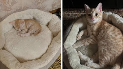 Illustration : 10 photos montrant la transformation de chatons en chats adultes qui vont vous faire fondre