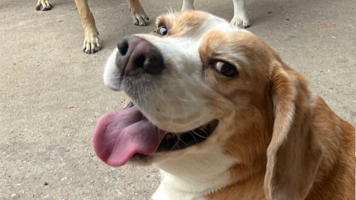 Illustration : "Les 10 meilleures expressions humaines d'un Beagle"