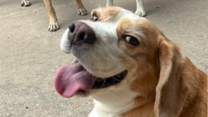 Illustration : Les 10 meilleures expressions humaines d'un Beagle