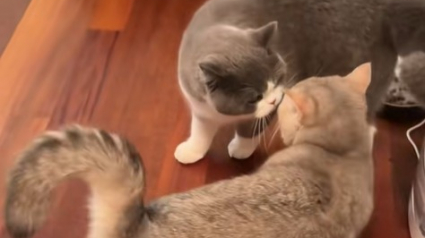 Illustration : Après avoir accompagné son maître en voyage sans son ami resté à la maison, ce chat retrouve son compagnon qui l'attendait avec impatience depuis 19 jours (vidéo) 