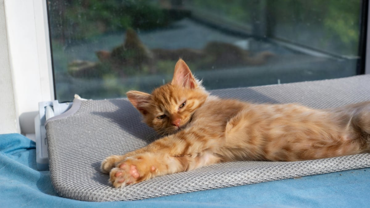 Illustration : "15 preuves que votre chat pense être le roi de la maison"