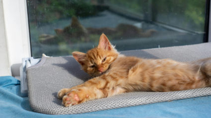 Illustration : 15 preuves que votre chat pense &ecirc;tre le roi de la maison