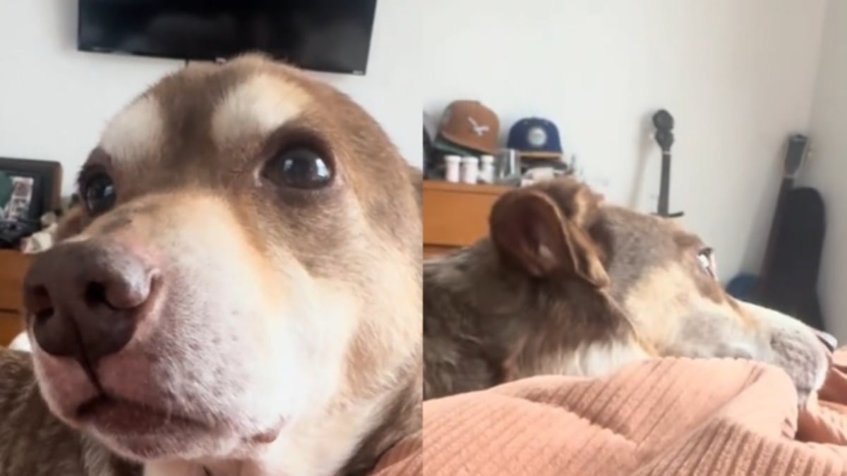 Illustration : "Trop longtemps négligé, ce chien sénior a une réaction touchante en s'entendant dire qu'il est 