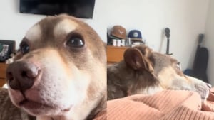 Illustration : Trop longtemps négligé, ce chien sénior a une réaction touchante en s'entendant dire qu'il est 