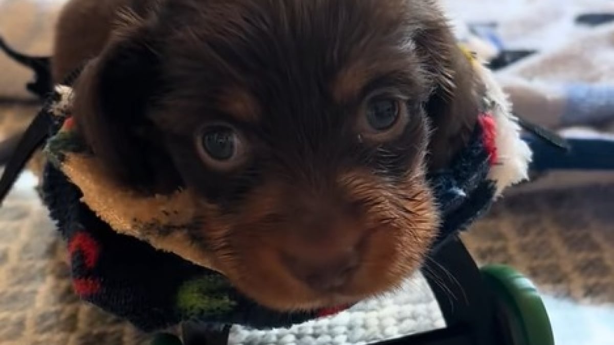 Illustration : "Ce chiot dont la mère a mangé les pattes bénéficie de son tout premier fauteuil roulant pour se déplacer (vidéo) "
