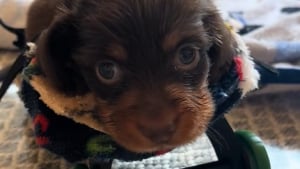 Illustration : Ce chiot dont la mère a mangé les pattes bénéficie de son tout premier fauteuil roulant pour se déplacer (vidéo) 