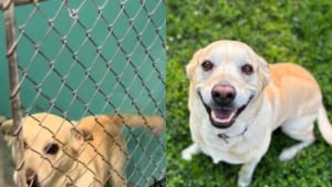 Illustration : Il rencontre un chien de 9 ans abandonné par son propriétaire toxicomane et lui offre un second souffle 