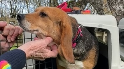 Illustration : Utilisée pendant 3 ans comme reproductrice dans un laboratoire, cette chienne découvre l'herbe pour la première fois et n'ose pas poser ses pattes dessus (vidéo)