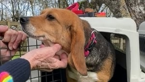 Illustration : Utilisée pendant 3 ans comme reproductrice dans un laboratoire, cette chienne découvre l'herbe pour la première fois et n'ose pas poser ses pattes dessus (vidéo)