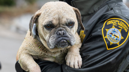 Illustration : Sauvé d'un canal en crue après de fortes pluies, ce petit chien attend désormais de rejoindre sa famille ou d'en trouver une nouvelle (vidéo)