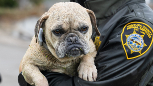 Illustration : "Sauvé d'un canal en crue après de fortes pluies, ce petit chien attend désormais de rejoindre sa famille ou d'en trouver une nouvelle (vidéo)"