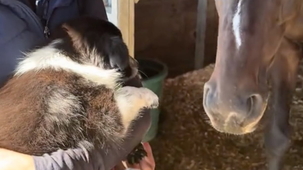Illustration : "Ce précieux moment durant lequel ce cheval rencontre son nouvel acolyte chiot pour la première fois (vidéo)"