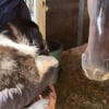 Illustration : Ce pr&eacute;cieux moment durant lequel ce cheval rencontre son nouvel acolyte chiot pour la premi&egrave;re fois (vid&eacute;o)