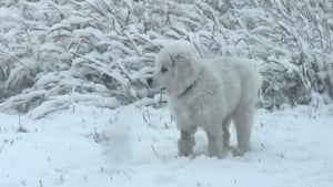Illustration : Adopté par hasard lors d'une virée en ville, ce chiot découvre sa première chute de neige et profite de chaque instant (vidéo)