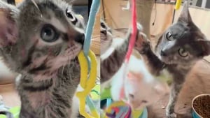 Illustration : "Amaigrie et déshydratée, cette maman chat puise dans ses dernières forces pour nourrir ses chatons avant d'être prise en charge par une famille d'accueil"