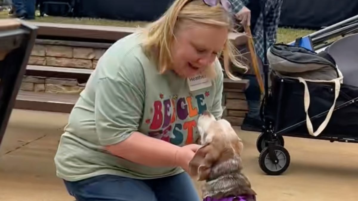 Illustration : "Après des semaines de séparation, ce Beagle de sauvetage retrouve sa mère d’accueil et célèbre leurs retrouvailles avec énergie (vidéo)"