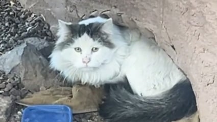 Illustration : Le triste visage d'un chat errant caché dans un trou de mur émeut un passant qui lui offre une vie bien différente (vidéo)