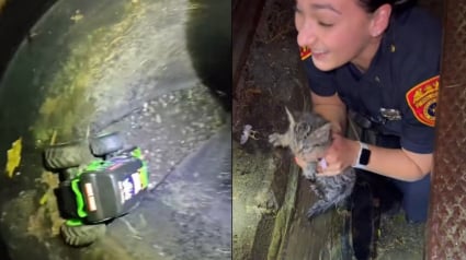 Illustration : Un chaton coincé dans une canalisation retrouve la liberté grâce à une voiture télécommandée (vidéo)