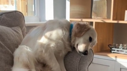 Illustration : Contraint de descendre du canap&eacute;, cet adorable Golden Retriever affiche une mine dramatique pour faire c&eacute;der ses humains (vid&eacute;o)