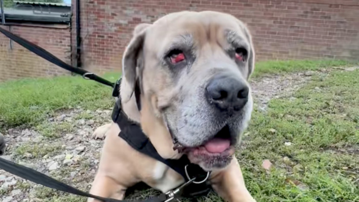 Illustration : "« Nous savons que les grands chiens mettent souvent plus de temps à être adoptés », présent au refuge depuis près de 4 ans, ce Cane Corso cherche sa famille pour la vie (vidéo)"