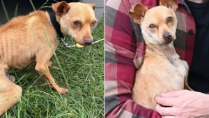 Illustration : Sévèrement négligé dans son passé, ce Chihuahua connaît enfin le bonheur d’être aimé et d’aimer en retour