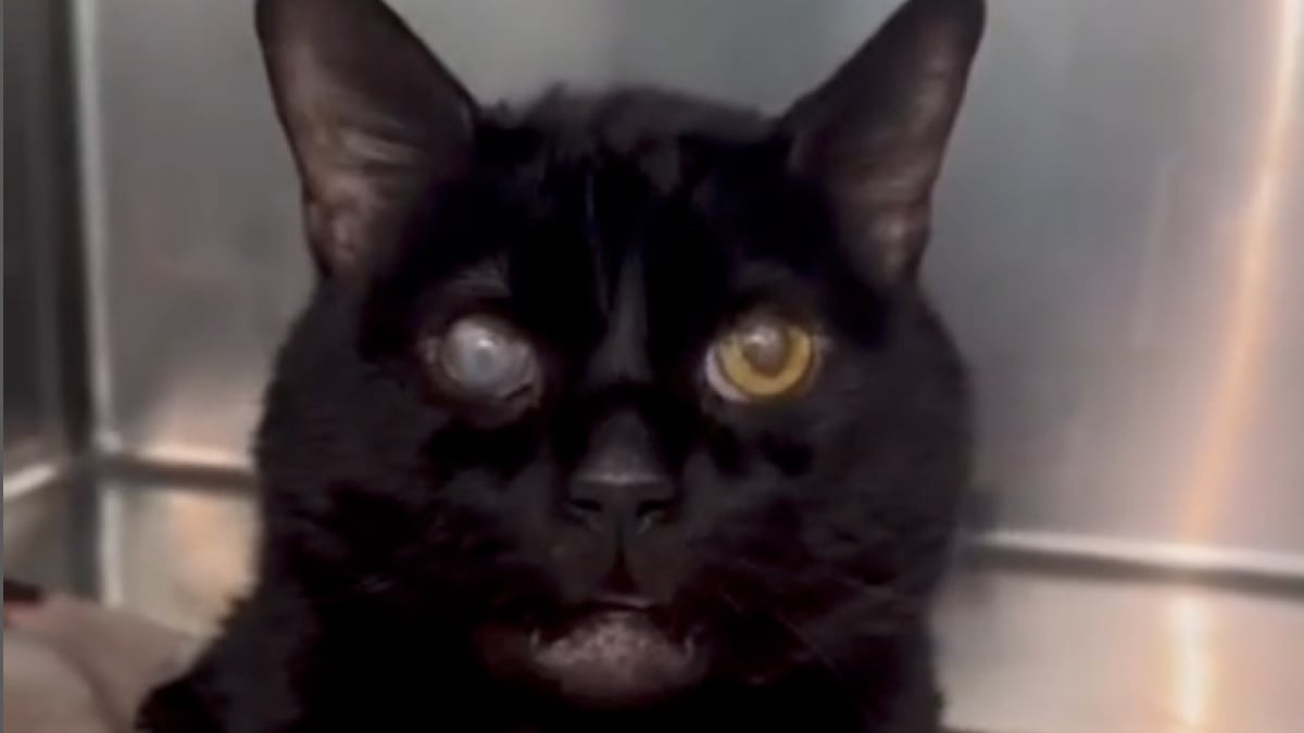 Illustration : "En se rendant au travail, la responsable d’un refuge fait la déchirante découverte d’un chat abandonné dans un carton scellé (vidéo)"