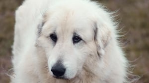 Illustration : Sauvetage émouvant pour une chienne en fugue depuis un mois, mais un imbroglio légal prive son sauveur de retrouvailles