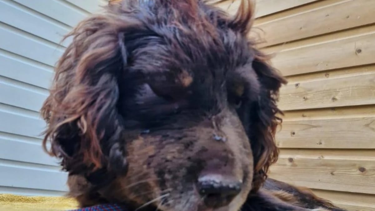 Illustration : "Ce chien gravement blessé après l'attaque d’un animal est d’une reconnaissance infinie envers ses sauveteurs"