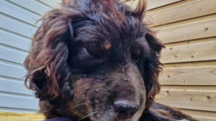 Illustration : Ce chien gravement blessé après l'attaque d’un animal est d’une reconnaissance infinie envers ses sauveteurs